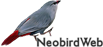 neobirdWeb-Web студия